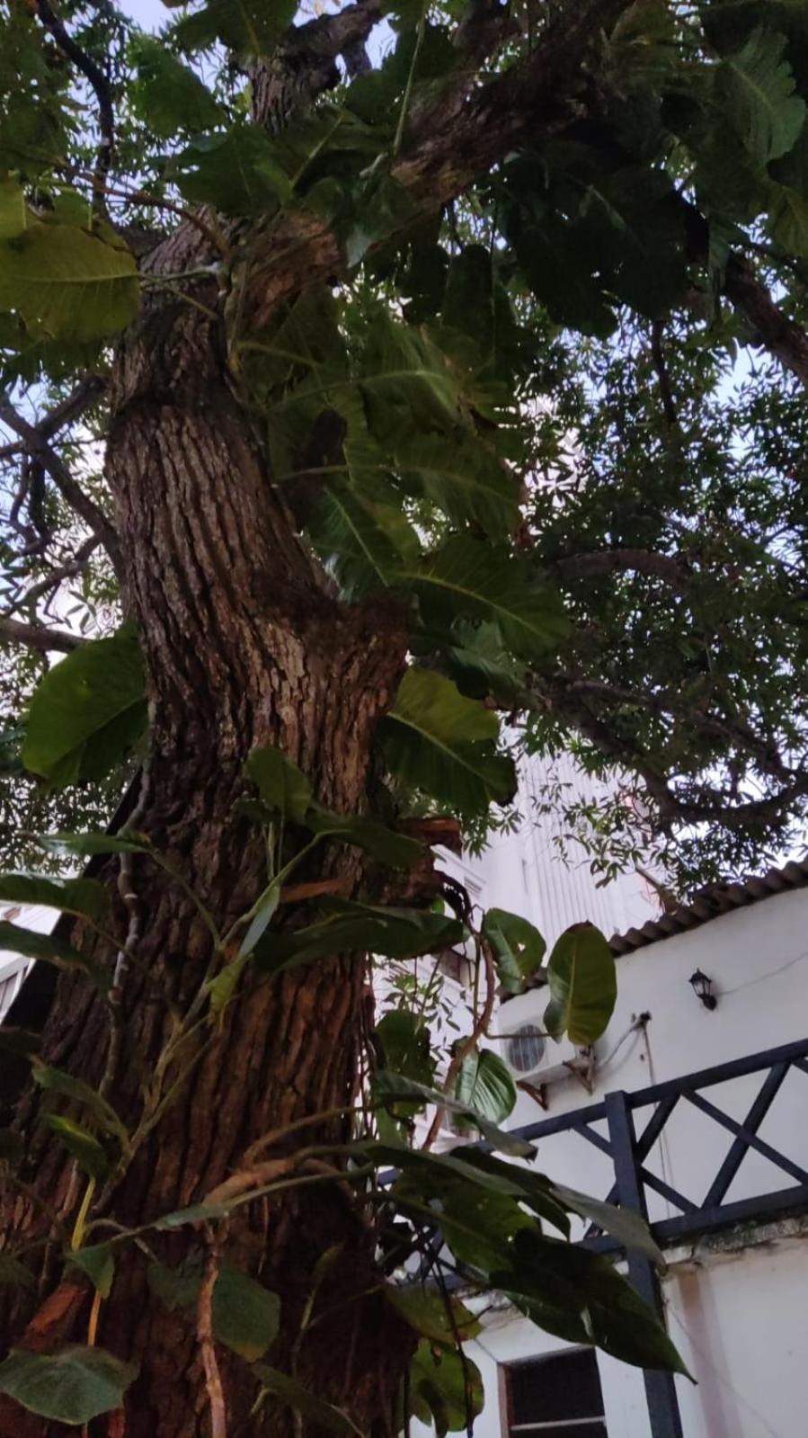 Palma Bahia * Cartagena